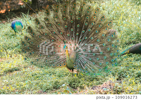 The peacock spreads its tail, The peacock spreads its tail and is considered unique to the male peacock. To get the attention of the female peacock 109016273