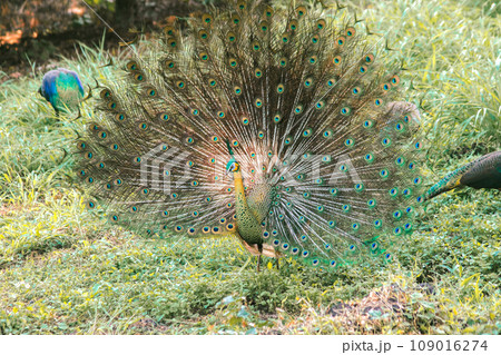 The peacock spreads its tail, The peacock spreads its tail and is considered unique to the male peacock. To get the attention of the female peacock The peacock spreads its tail, The peacock spreads its tail and is considered unique to the male peacock. To get the attention of the female peacock 109016274