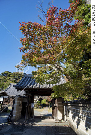 鎌倉11月　浄光明寺6 109016303