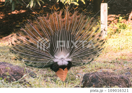 The peacock spreads its tail, The peacock spreads its tail and is considered unique to the male peacock. To get the attention of the female peacock 109016321