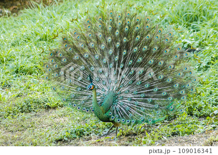 The peacock spreads its tail, The peacock spreads its tail and is considered unique to the male peacock. To get the attention of the female peacock 109016341