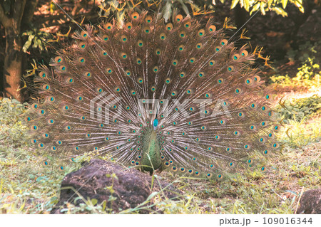 The peacock spreads its tail, The peacock spreads its tail and is considered unique to the male peacock. To get the attention of the female peacock The peacock spreads its tail, The peacock spreads its tail and is considered unique to the male peacock. To get the attention of the female peacock 109016344