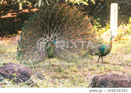 The peacock spreads its tail, The peacock spreads its tail and is considered unique to the male peacock. To get the attention of the female peacock 109016383