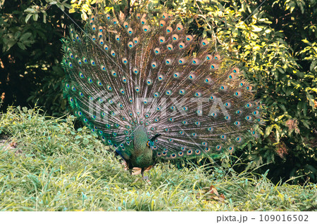 The peacock spreads its tail, The peacock spreads its tail and is considered unique to the male peacock. To get the attention of the female peacock 109016502