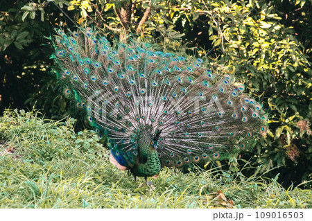 The peacock spreads its tail, The peacock spreads its tail and is considered unique to the male peacock. To get the attention of the female peacock 109016503