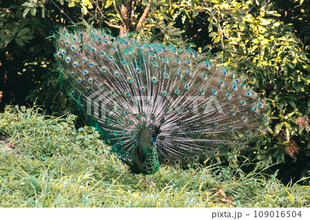 The peacock spreads its tail, The peacock spreads its tail and is considered unique to the male peacock. To get the attention of the female peacock 109016504