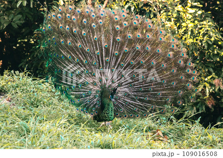 The peacock spreads its tail, The peacock spreads its tail and is considered unique to the male peacock. To get the attention of the female peacock The peacock spreads its tail, The peacock spreads its tail and is considered unique to the male peacock. To get the attention of the female peacock 109016508