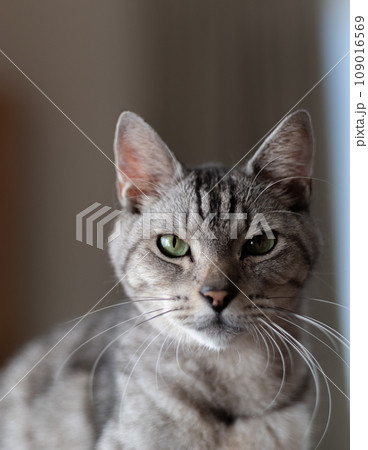 見つめる猫 サバトラ猫 見つめる猫 サバトラ猫 109016569