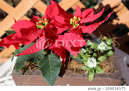 赤いミニポインセチア 赤いミニポインセチア 109016575