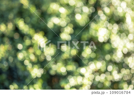 玉ボケ グリーン系 背景素材 冬素材 玉ボケ グリーン系 背景素材 冬素材 109016784