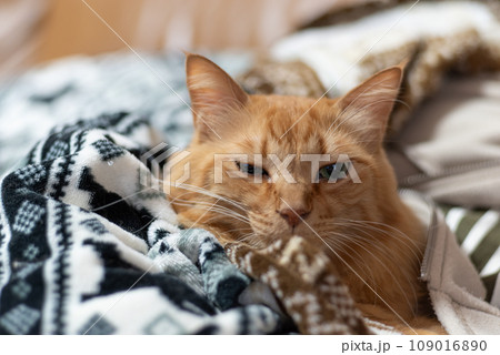 毛布に包まれた猫　茶トラ猫 109016890