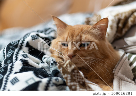 毛布に包まれた猫　茶トラ猫 109016891