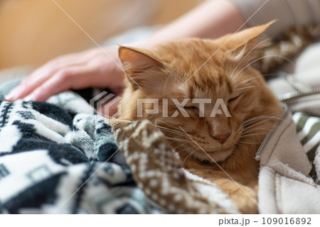 毛布に包まれた猫　茶トラ猫 109016892