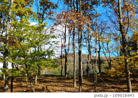 秋の風景 青空 紅葉 秋の風景 青空 紅葉 109016945
