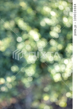 玉ボケ グリーン系 背景素材 冬素材 玉ボケ グリーン系 背景素材 冬素材 109016984