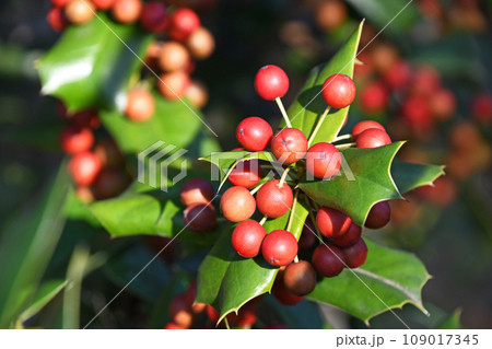 ヒイラギモチの赤い実 ヒイラギモチの赤い実 109017345
