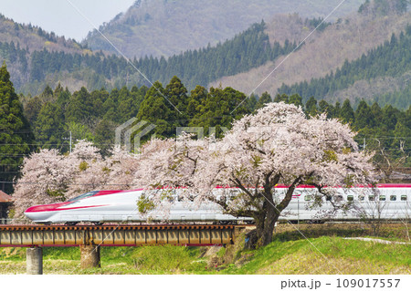 満開の桜と秋田新幹線 秋田県大仙市 満開の桜と秋田新幹線 秋田県大仙市 109017557