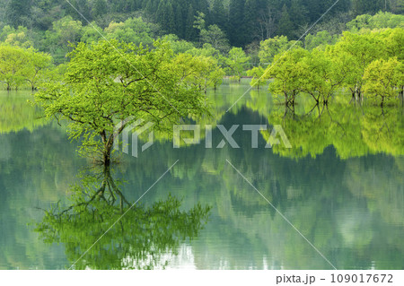 満水時期の白川湖　水没林　山形県飯豊町 109017672