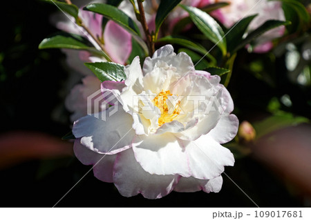 サザンカ（山茶花） 109017681