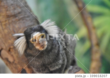 こちらを見つめるコモンマーモセット こちらを見つめるコモンマーモセット 109018207