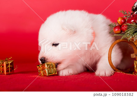 Christmas puppy. Samoyed puppy dog on Christmas red background. Merry Christmas 109018382