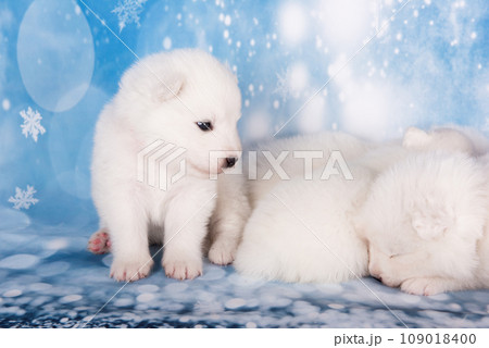 Three puppies. White fluffy small Samoyed puppies dogs are sleeping on blue background 109018400
