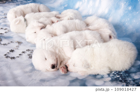 Eight puppies. White fluffy small Samoyed puppies dogs are sleeping on blue background 109018427