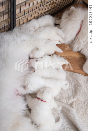 Samoyed dog mother with puppies. Puppies suckling mother Samoyed dog mother with puppies. Puppies suckling mother 109018443