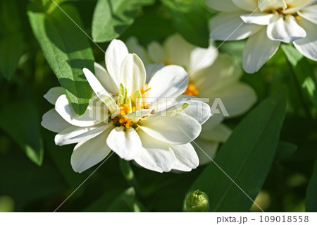 ヒャクニチソウ（百日草） 109018558