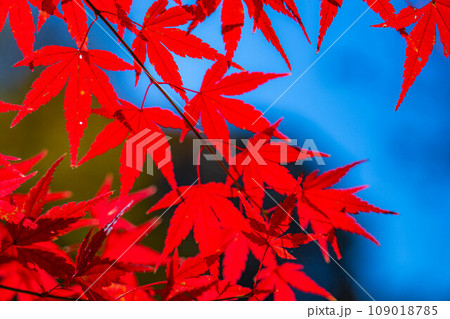 【紅葉素材】紅葉したもみじと青空【長野県】 109018785