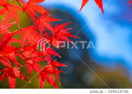 【紅葉素材】紅葉したもみじと青空【長野県】 109018786