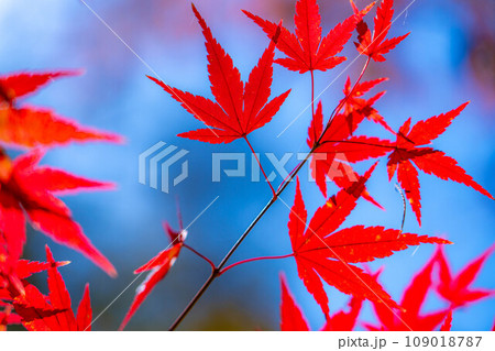 【紅葉素材】紅葉したもみじと青空【長野県】 109018787