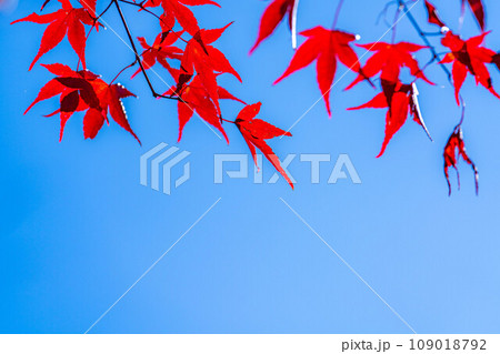 【紅葉素材】紅葉したもみじと青空【長野県】 109018792