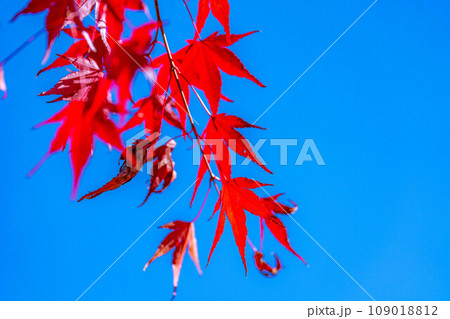 【紅葉素材】紅葉したもみじと青空【長野県】 109018812