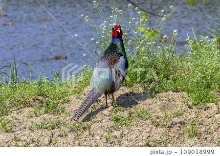 初夏の水田地帯に居るオスの雉（キジ）　宮城県村田町 109018999