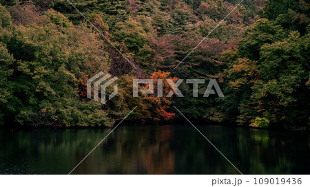 水面に映る紅葉 109019436