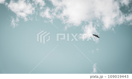 空を飛ぶ鳥 109019443