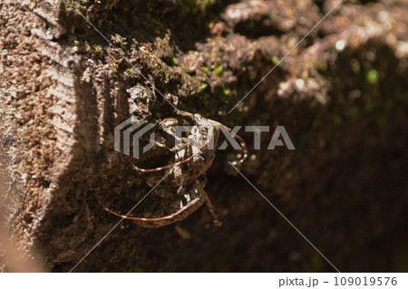 ナガゴマフカミキリ 109019576