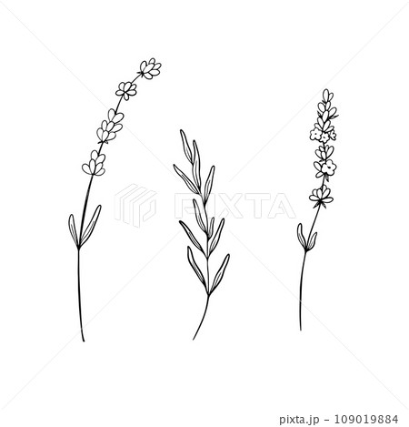 Set of Lavender flower line art drawing. Hand drawn black ink sketch. Design for tattoo, wedding invitation, logo, cards, packaging and labeling. Botanical rustic trendy greenery vector illustration. 109019884