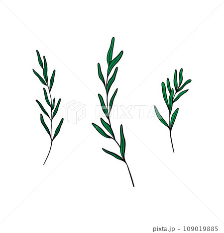 Set of Lavender leaves line art drawing. Hand drawn black ink sketch. Design for tattoo, wedding invitation, logo, cards, packaging and labeling. Botanical rustic trendy greenery vector illustration. 109019885