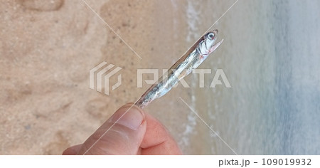 大型魚に追われて打ち上げられたカタクチイワシ 大型魚に追われて打ち上げられたカタクチイワシ 109019932