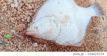 針付きの釣れたばかりのカレイ 109020154