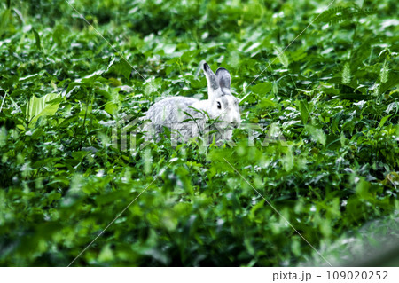 Gray rabbits run free and play in the grass. rabbit in the grass 109020252