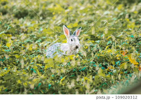 Gray rabbits run free and play in the grass. rabbit in the grass 109020312