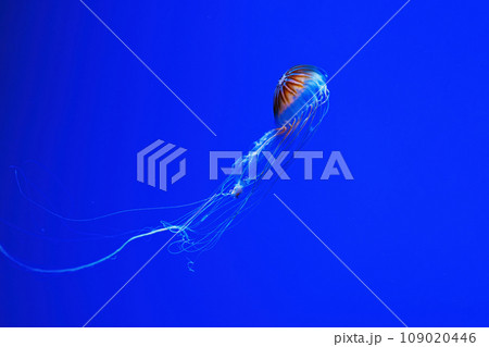 macro photography underwater northern sea nettle or brown jellyfish jellyfish 109020446