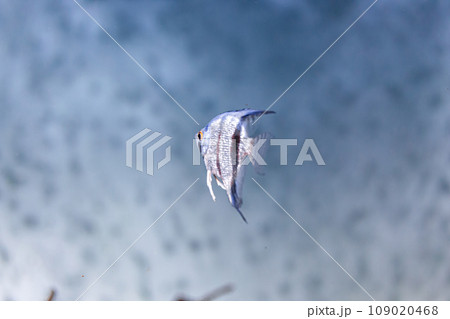 Underwater shot of fish pterophyllum scalare altum Underwater shot of fish pterophyllum scalare altum 109020468