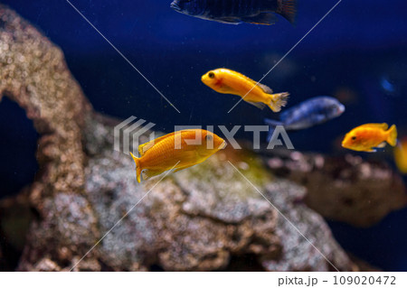 Underwater shot of fish Cichlidae 109020472