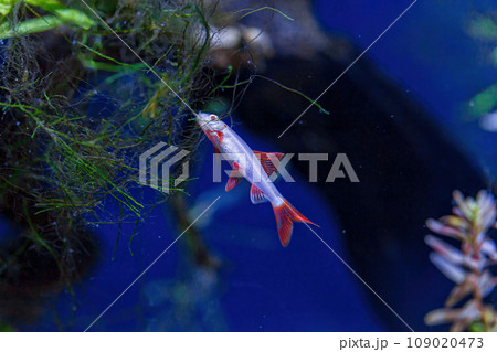Underwater shot of a fish labeo frenatus glofish 109020473