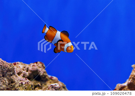 Underwater shot of fish Amphiprion ocellaris Underwater shot of fish Amphiprion ocellaris 109020478