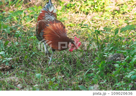 Red Junglefowl's main diet in the wild is insects. small animals on the ground 109020636